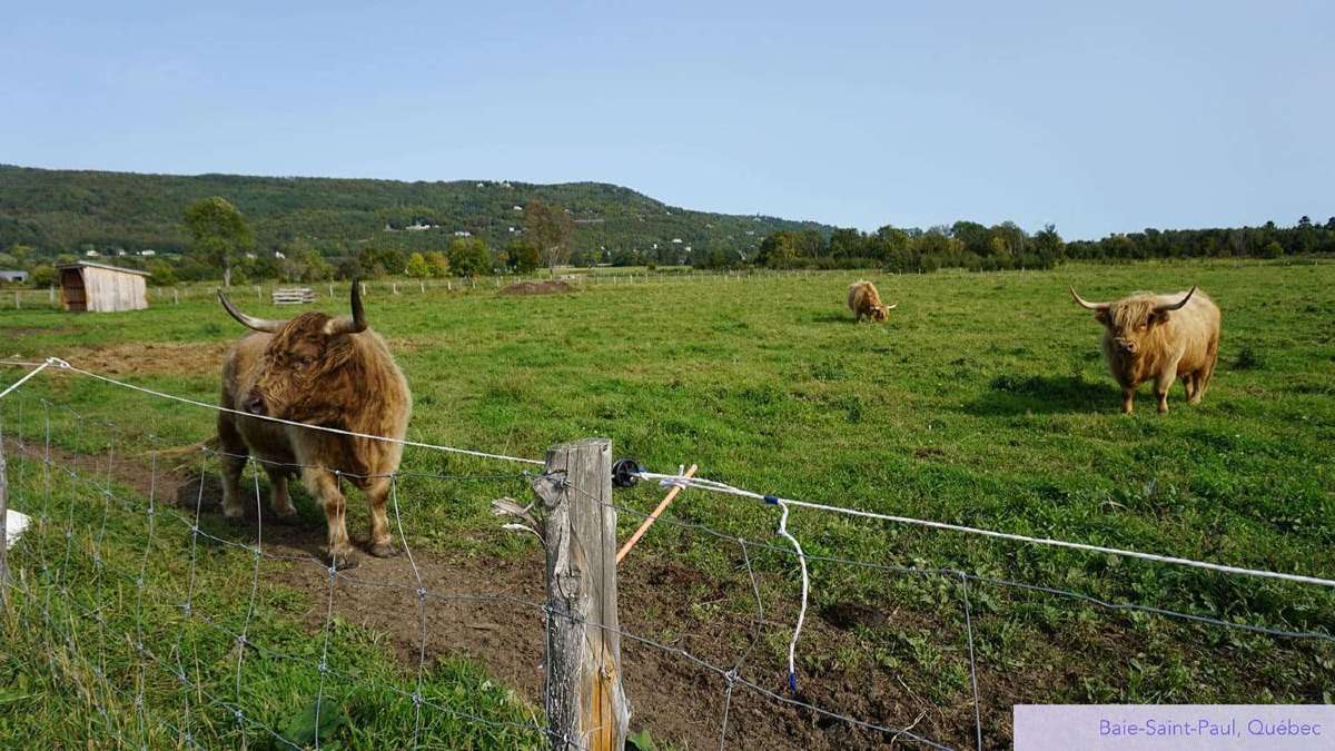 Baie-Saint-Paul cows Quebec