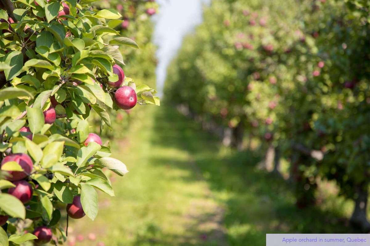 Apple orchard in summer, Quebec