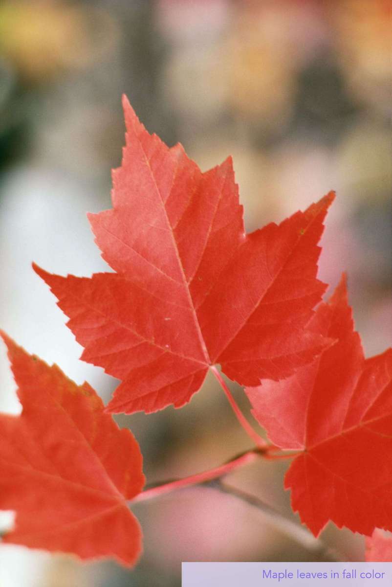 Maple leaves in fall color